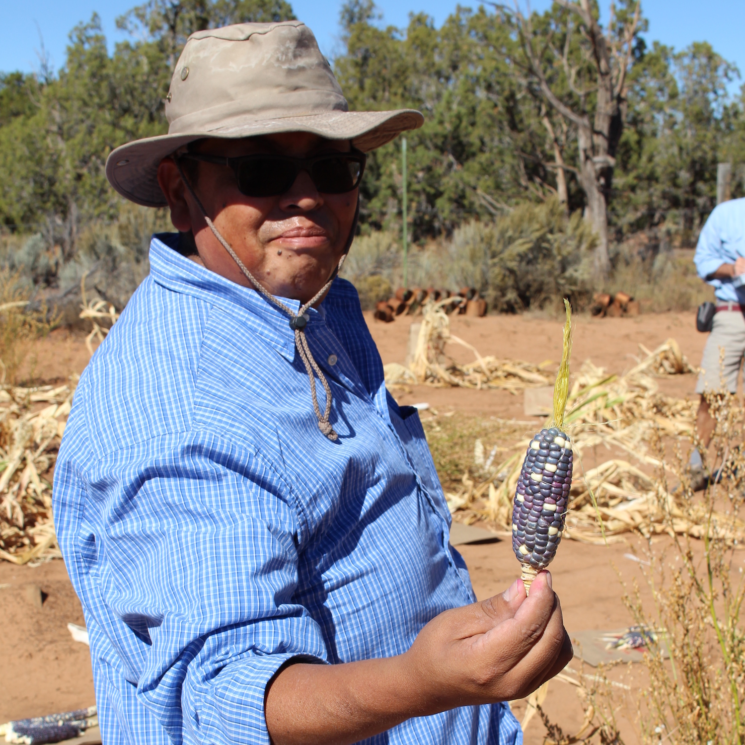 Harvesting the small blue ear like the one Masau’u provided the Hopi people.