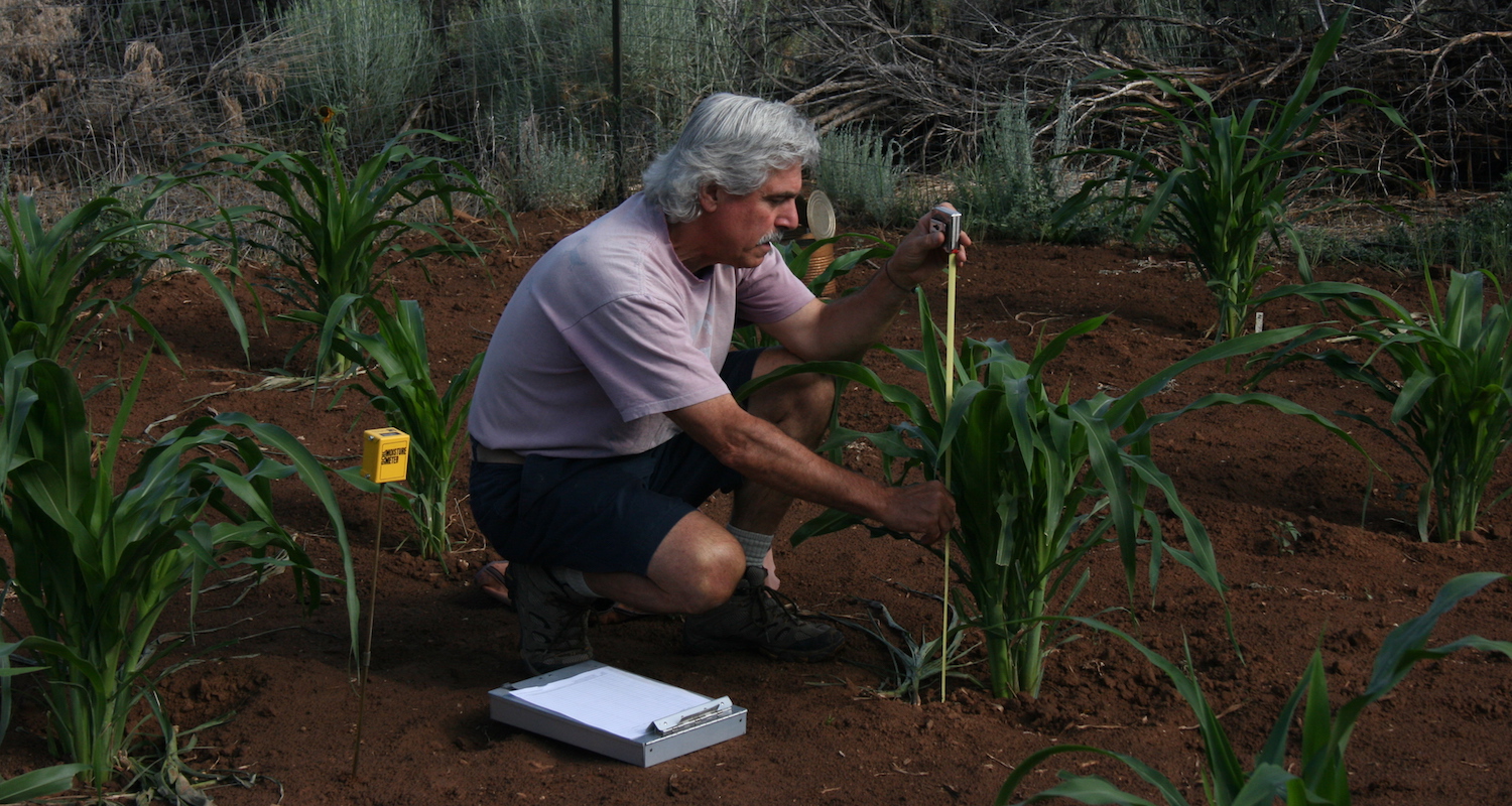 Paul Ermigiotti records the growth of maize in the Check Dam Garden.
