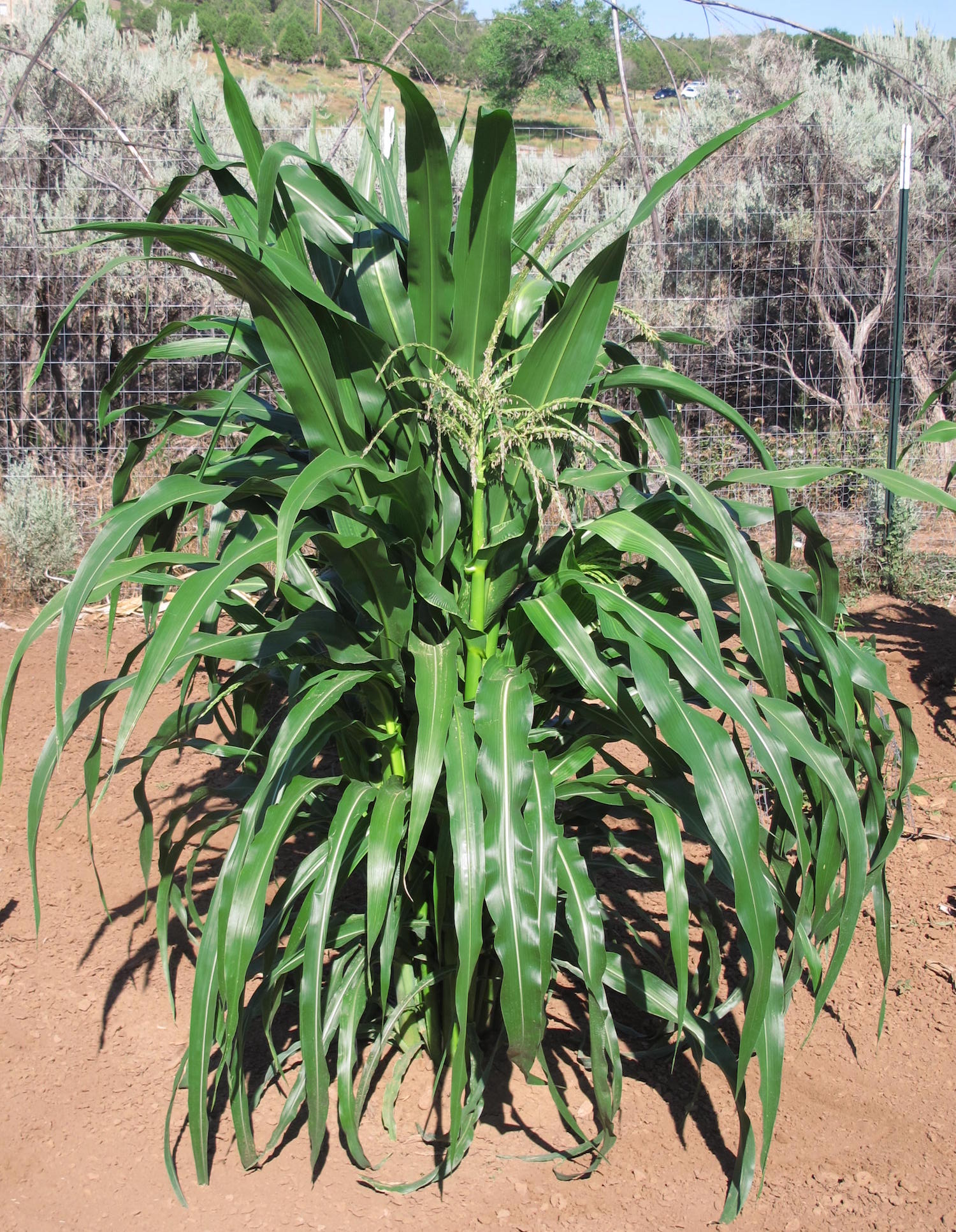 A tasseling maize plant.
