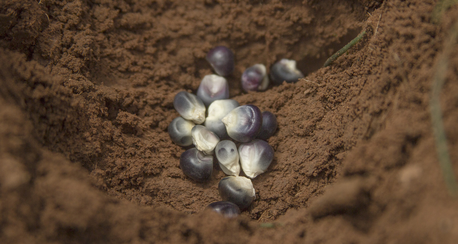 Blue maize seed in a planting hole.