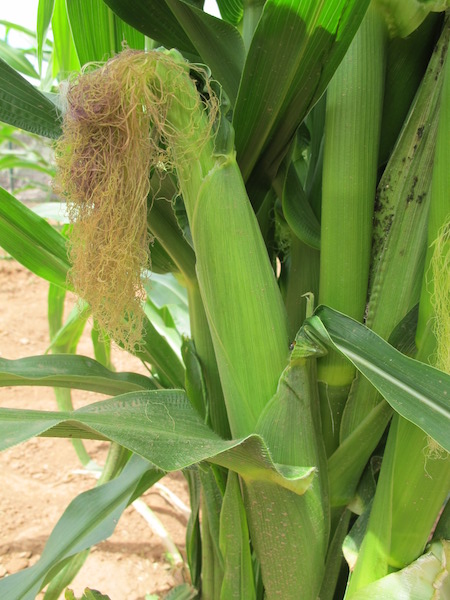 6. Ear development begins once the silks have dried out, shriveled, and are no longer accepting pollen, and continues until the kernels mature and the ear is ready to harvest. A hard frost (below 28° F.) will prematurely end development.