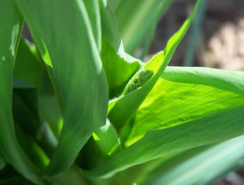 1. Early tassel development is defined when the tassel bud starts to emerge from the central enclosing leaves at the top of the stalk to the time the tassel spike begins to branch.