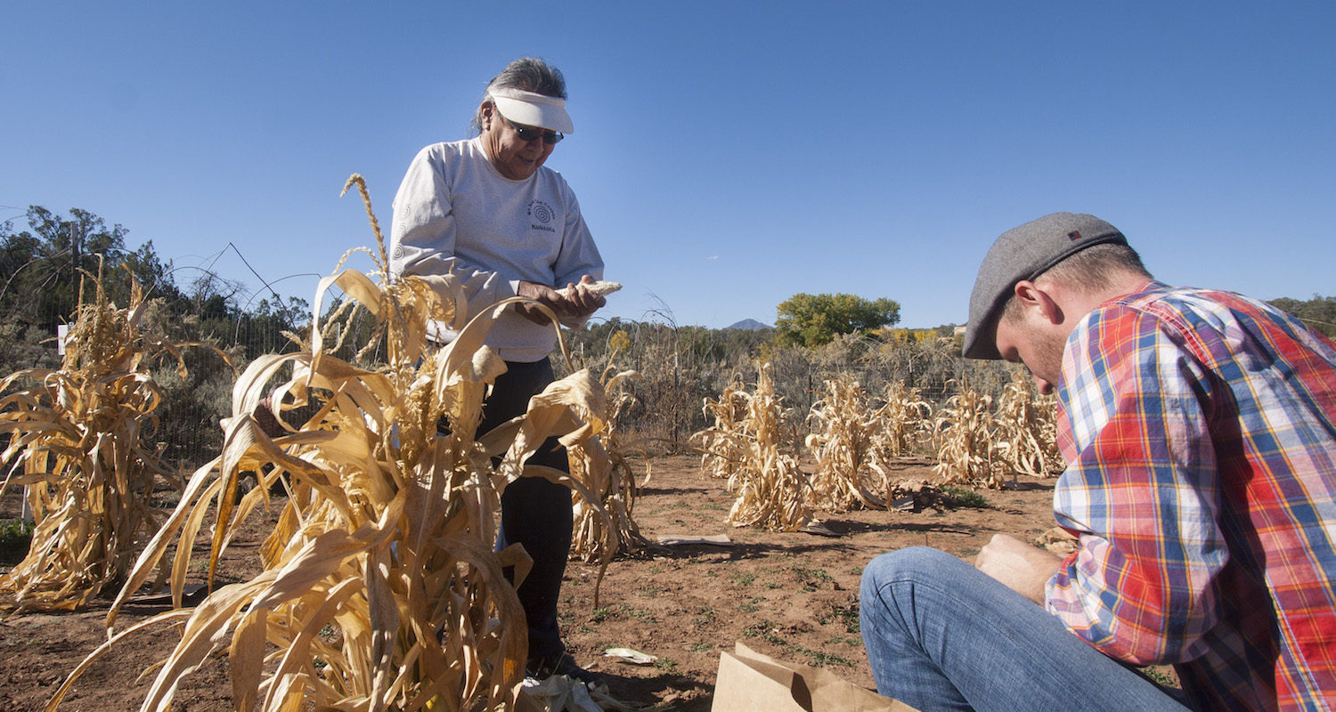 Harvesting maize and recording its attributes.