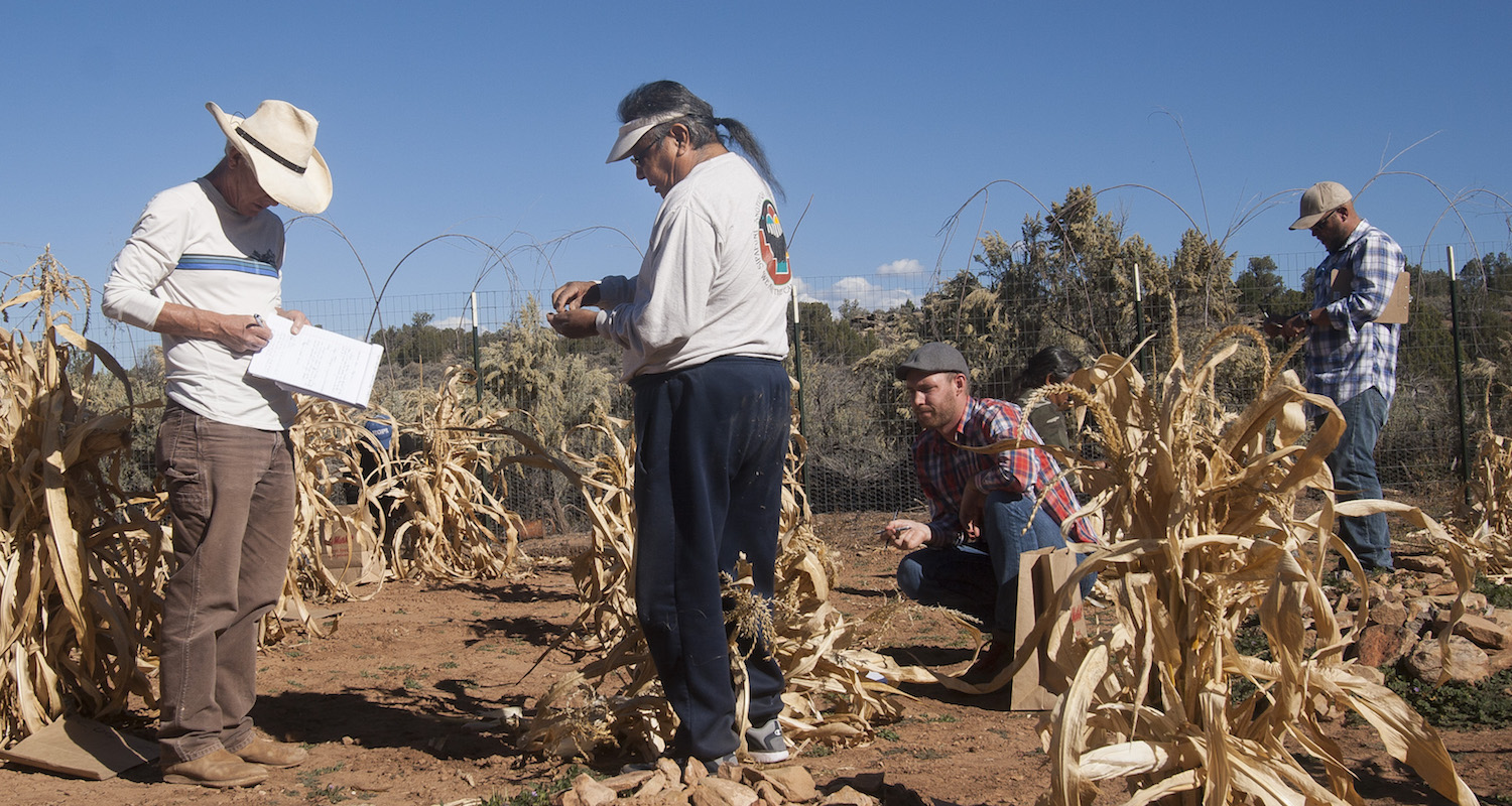 Harvesting and recording maize in 2016.