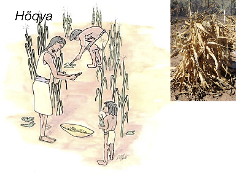7. Once the plants and ears have dried, the farmers harvest their crops.