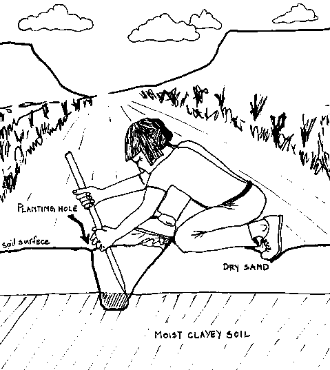 Diagram 1. A Planting Hole in a Hopi Maize Field. From Cleveland and Soleri 1991: Figure 6.19. Copyright © 1991 by David Arthur Cleveland and Daniela Soleri. Reproduced with permission for non-commercial purposes.