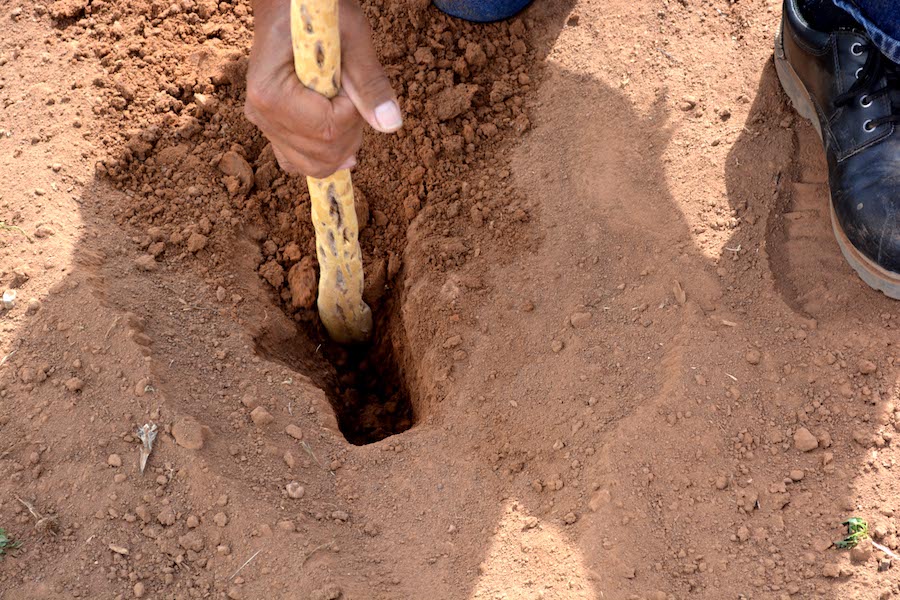 4. The hole is dug eight to twelve inches deep where the moist subsoil is located. Deep planting takes advantage of the moisture in the soil for germination and allows the plants to develop a deep root system.