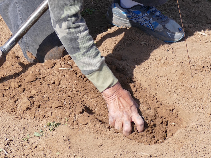 7. The soil around the sides of the hole is loosened, then the hole in filled in with the moist soil that was removed from the bottom of the hole going back in first. The soil is then packed down.