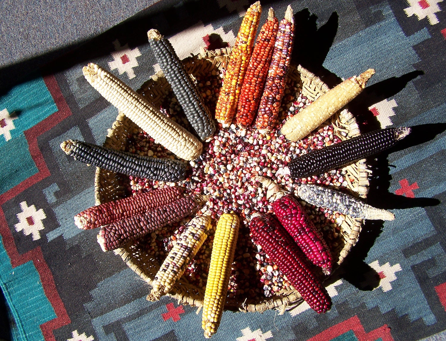 The diversity of Hopi maize. DNA analyses were done on some of these varieties as part of the Pueblo Farming Project.