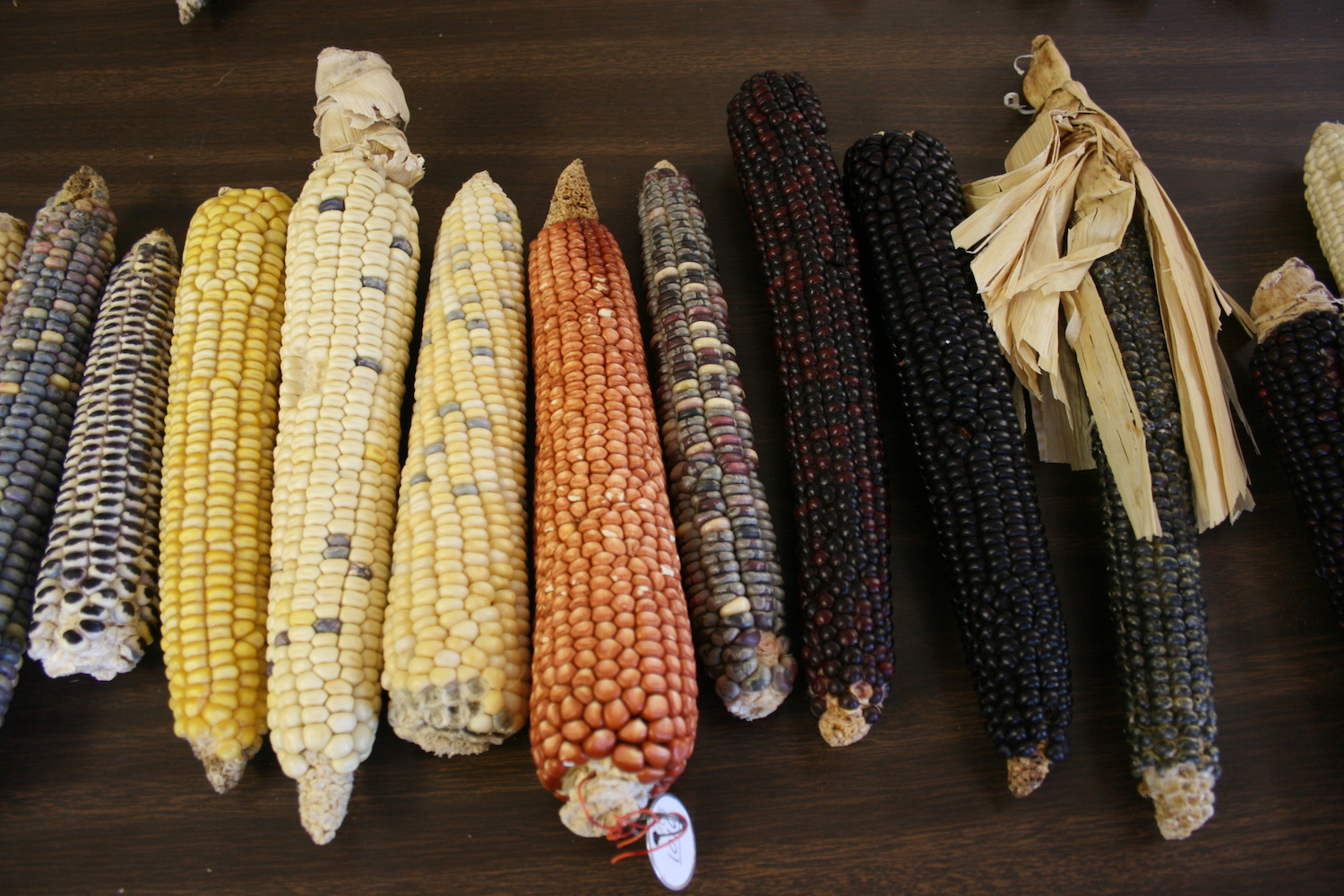 Varieties of maize.